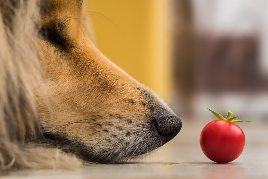 犬はトマトを食べても大丈夫 犬にトマトを与えるメリットと注意点 わんこラボ