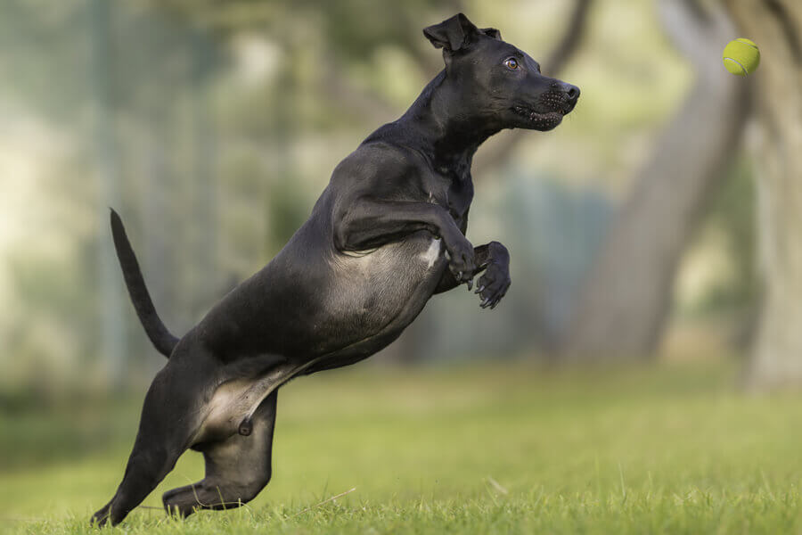 イタリアングレーハウンド イタグレ にトリミングは必要 イタリアングレーハウンドの飼い方に関する基礎知識と注意点 わんこラボ