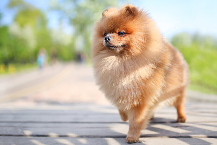 ポメラニアンにトリミングは必要 ポメラニアンの飼い方に関する基礎知識と注意点 わんこラボ