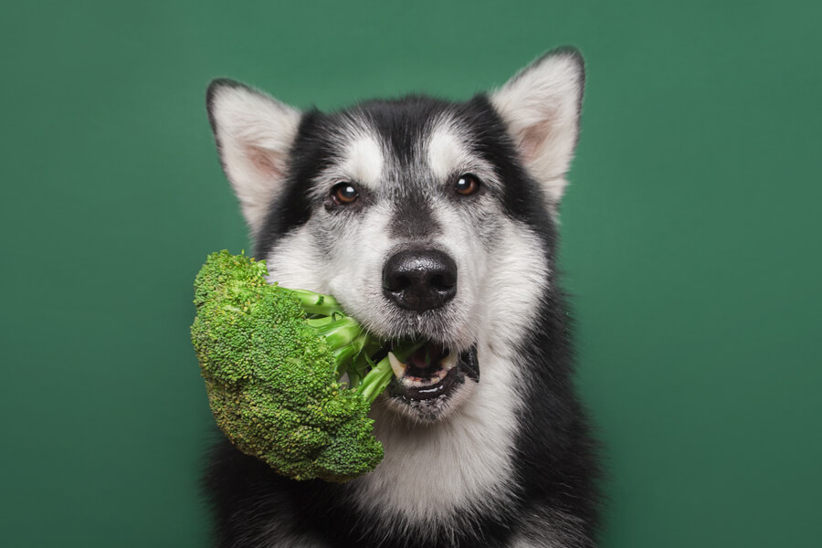 犬はブロッコリーを食べても大丈夫？栄養面のメリットや適量、与える際の注意点