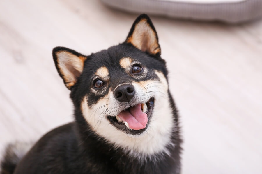 犬はブロッコリーを食べても大丈夫 栄養面のメリットや適量 与える際の注意点 わんこラボ