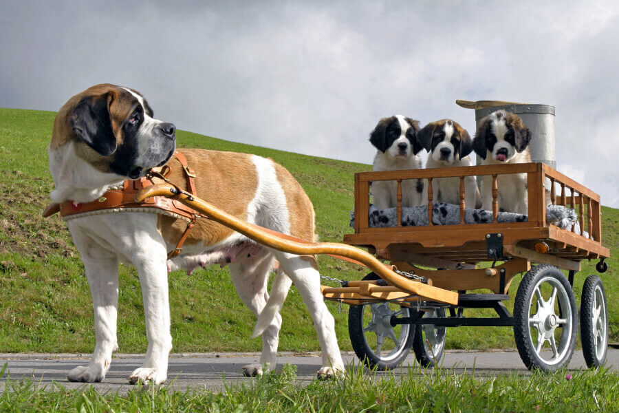 遭難救助犬 セントバーナードが首につけている樽にはどんな意味がある わんこラボ