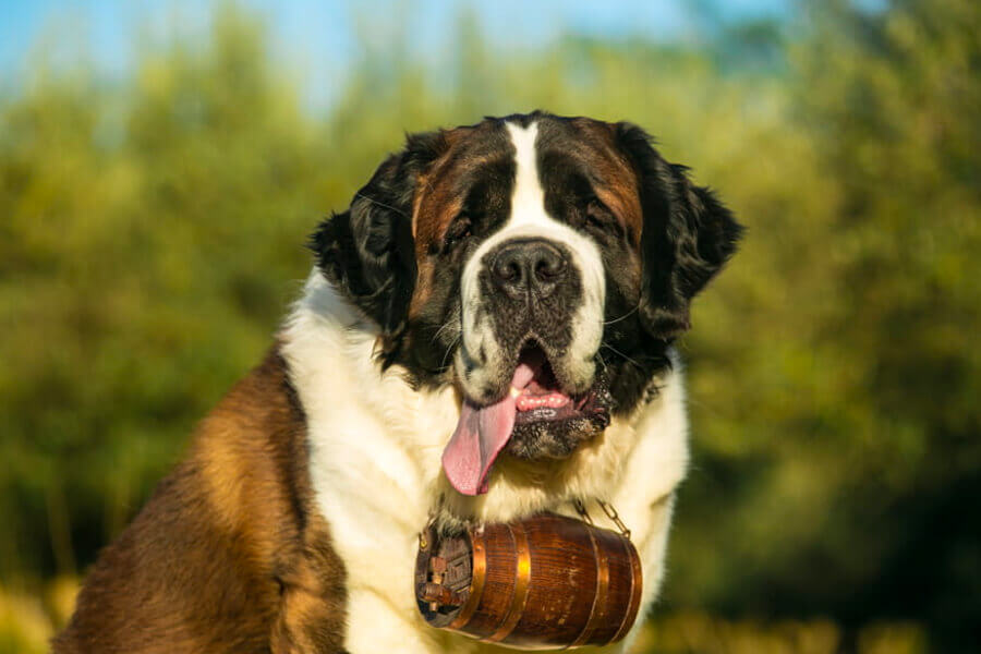 遭難救助犬 セントバーナードが首につけている樽にはどんな意味がある わんこラボ