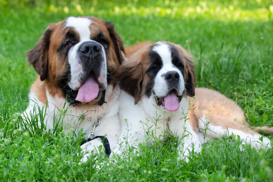 遭難救助犬 セントバーナードが首につけている樽にはどんな意味がある わんこラボ