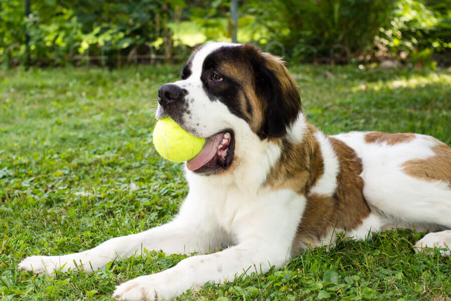 遭難救助犬 セントバーナードが首につけている樽にはどんな意味がある わんこラボ