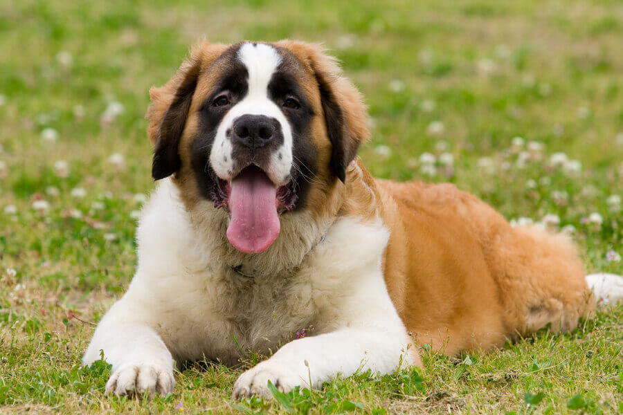 遭難救助犬 セントバーナードが首につけている樽にはどんな意味がある わんこラボ