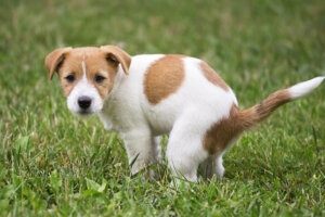 犬の肛門腺絞りってどうやるの？肛門腺チェックとやり方、注意点