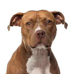 アメリカンスタッフォードシャーテリア