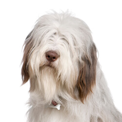 ビアデッドコリー