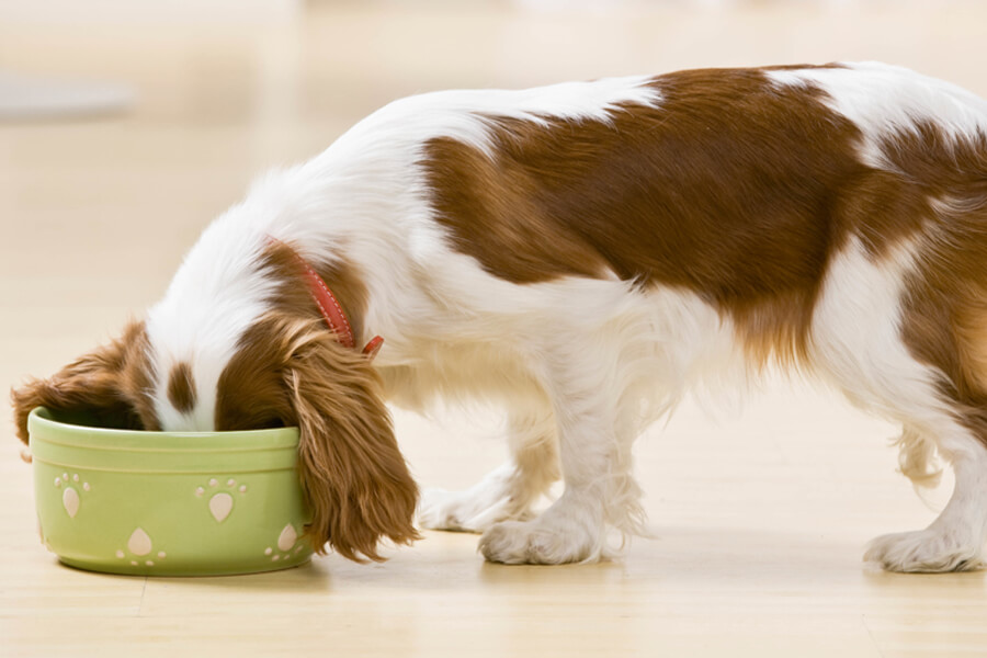 犬はキウイを食べても大丈夫 栄養面のメリットや適量 与える際の注意点 わんこラボ