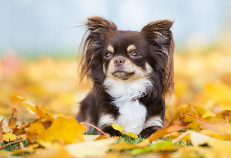 犬の習性 愛犬が飼い主の足元で寝るときの心理とは 犬が寝る位置で分かる愛犬との信頼度 わんこラボ