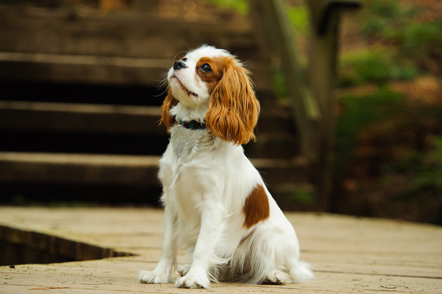 小型犬に多いパテラ 膝蓋骨脱臼 ってどんな病気 原因や症状 治療費について わんこラボ