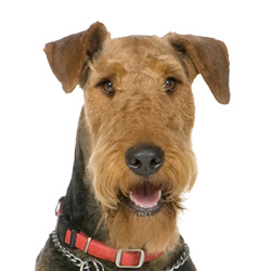 エアデールテリア