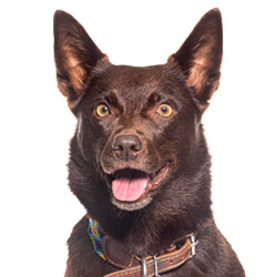 オーストラリアンケルピー