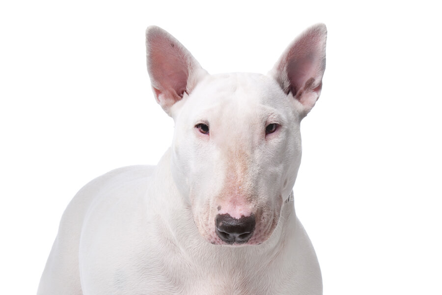 ブルテリアってどんな犬 歴史 性格 飼い方について わんこラボ