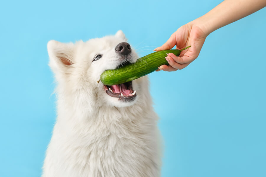 犬はきゅうりを食べても大丈夫？栄養面のメリットや適量、与える際の注意点