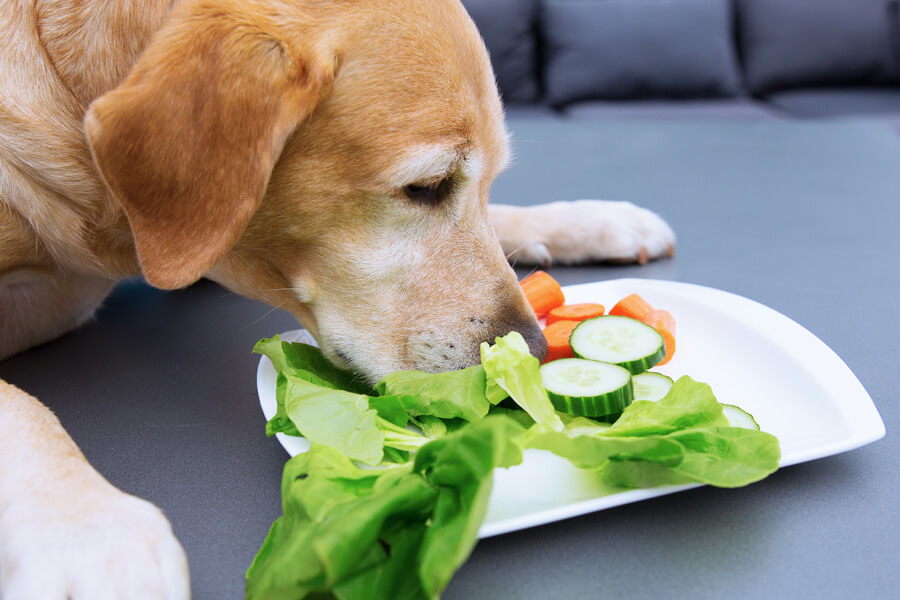 犬はきゅうりを食べても大丈夫 栄養面のメリットや適量 与える際の注意点 わんこラボ