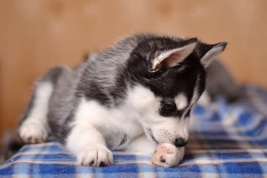 犬はきゅうりを食べても大丈夫 栄養面のメリットや適量 与える際の注意点 わんこラボ