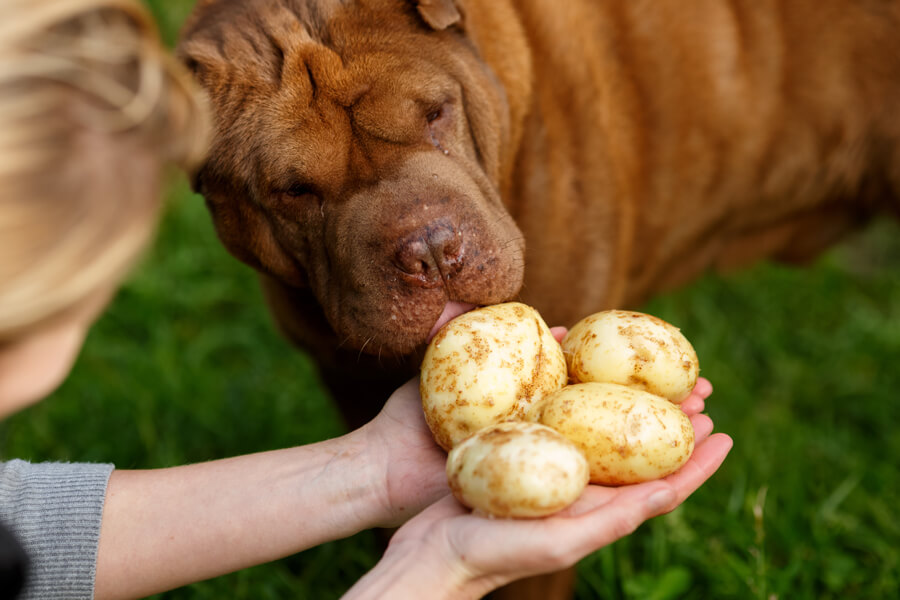 犬はじゃがいもを食べても大丈夫？栄養面のメリットや適量、与える際の注意点