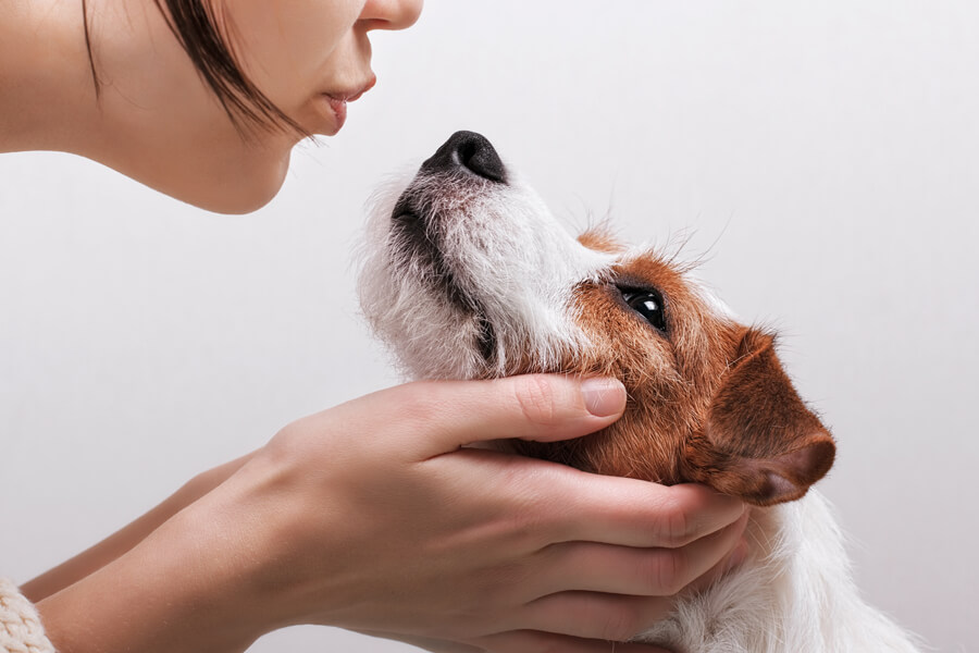 犬がフガフガと鼻を鳴らす呼吸の正体 逆くしゃみって一体なに わんこラボ