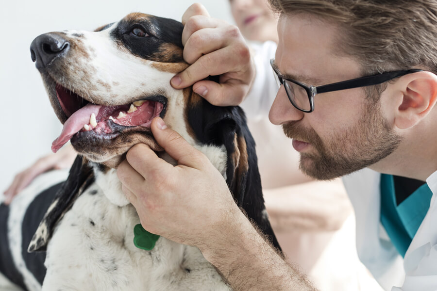 3歳以上の犬の80％以上は歯周病？！原因や症状、治療や予防方法について