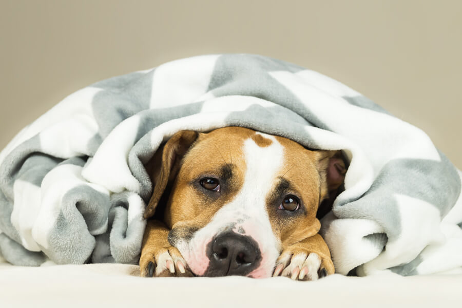 犬も冷房病（クーラー病）になるって知ってた？原因・症状・対処法について