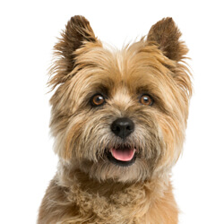 ケアーンテリア