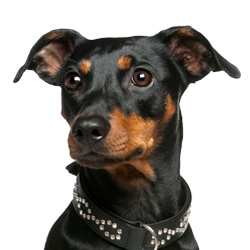 ジャーマンピンシャー