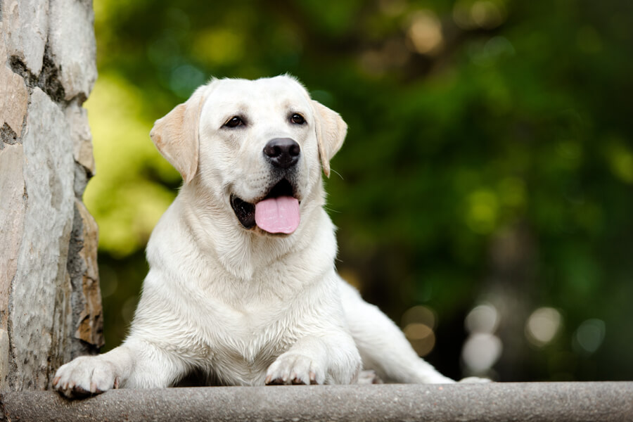 盲導犬としても大活躍！ラブラドールレトリバーの飼い方に関する基礎知識と注意点
