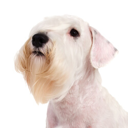 シーリハムテリア