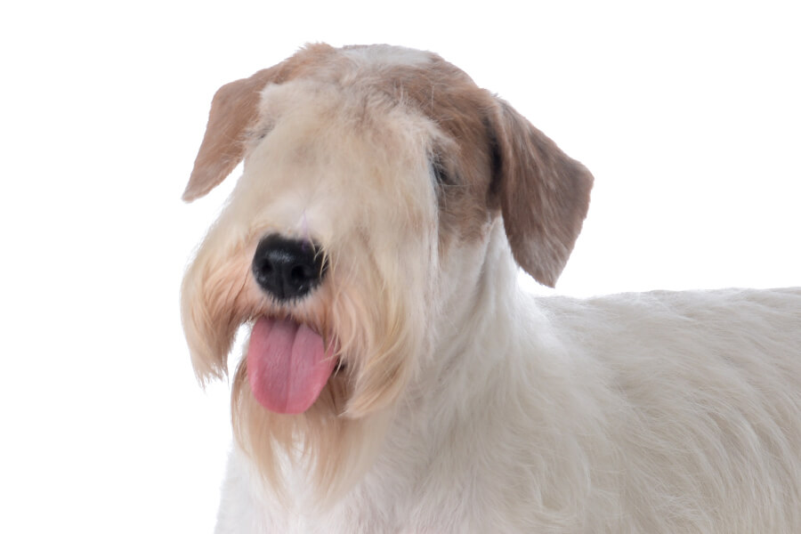 シーリハム・テリア（シーリー）：犬種の特徴と飼い方