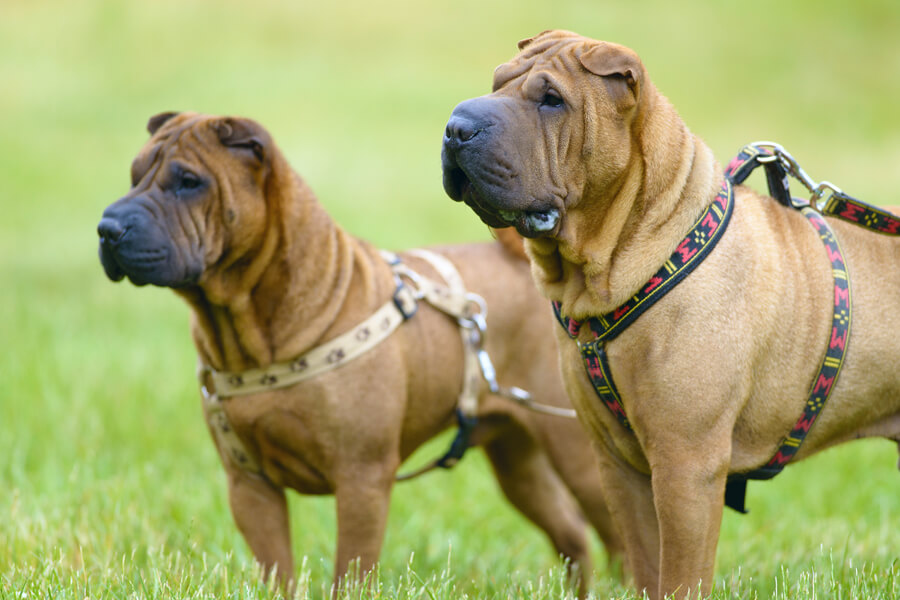 シャーペイってどんな犬種?歴史や飼い方、性格・特徴について