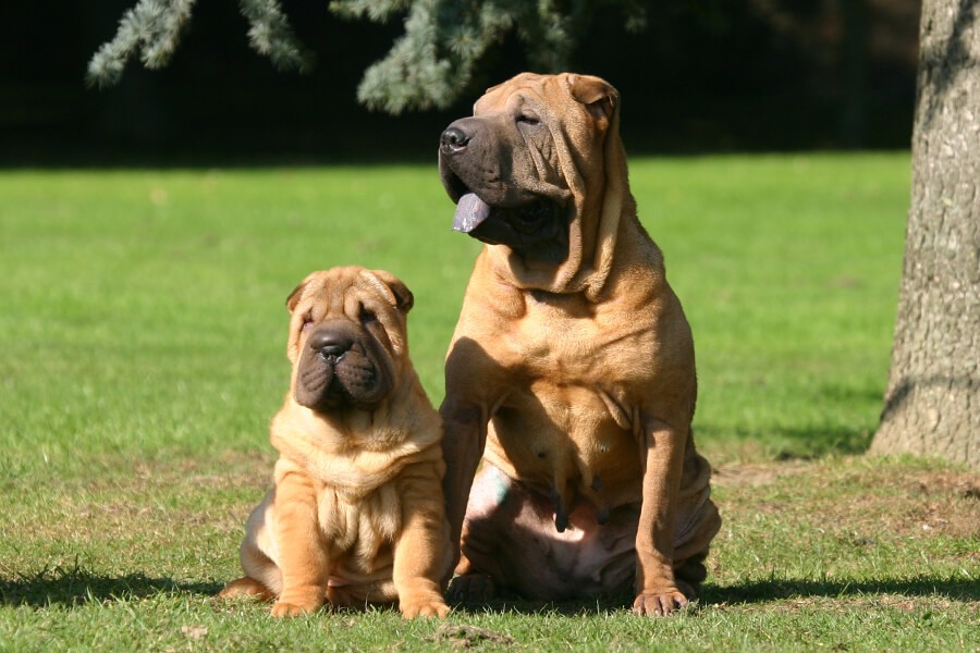 シャーペイってどんな犬？歴史・性格・飼い方について｜わんこラボ