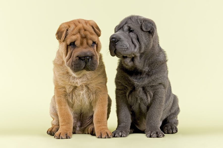 シャーペイってどんな犬種?歴史や飼い方、性格・特徴について