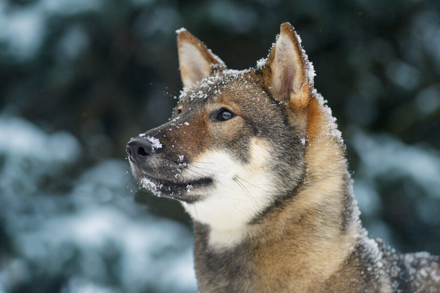 四国犬ってどんな犬 歴史 性格 飼い方について わんこラボ