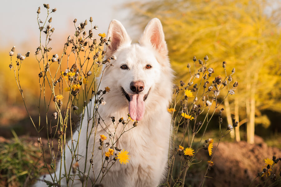 犬はアスパラガスを食べても大丈夫 犬にアスパラガスを与えるメリットと注意点 わんこラボ 犬はアスパラガスを食べても大丈夫 犬にアスパラガスを与えるメリットと注意点 わんこラボ