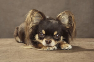 チワワは一体どこから来たの?歴史やルーツについて徹底解説