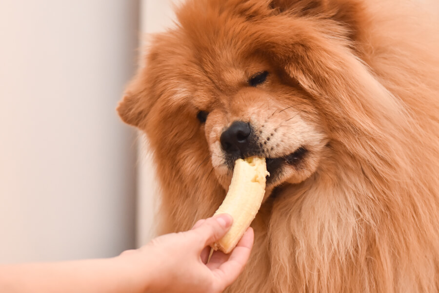 犬はバナナを食べても大丈夫？栄養面のメリットや適量、与える際の注意点
