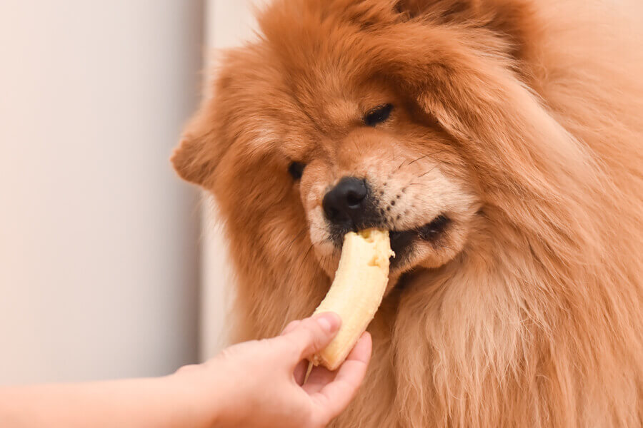 犬はバナナを食べても大丈夫 犬にバナナを与えるメリットと注意点 わんこラボ