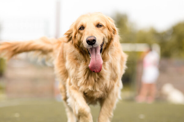 ゴールデンレトリバーにトリミングは必要?飼い方に関する基礎知識と注意点