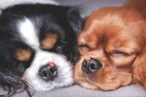 犬の僧帽弁閉鎖不全症ってどんな病気?原因や症状、治療費・予防法について