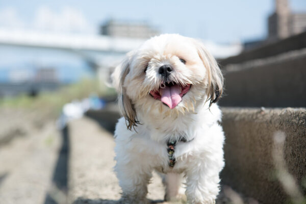 シーズーは目やにが多い犬種?犬種別の飼い方に関する基礎知識と注意点