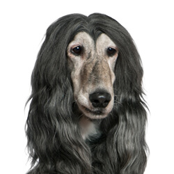 アフガンハウンド