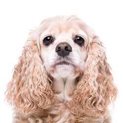 アメリカンコッカースパニエル