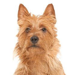 オーストラリアンテリア