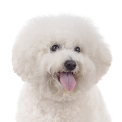 ビションフリーゼ