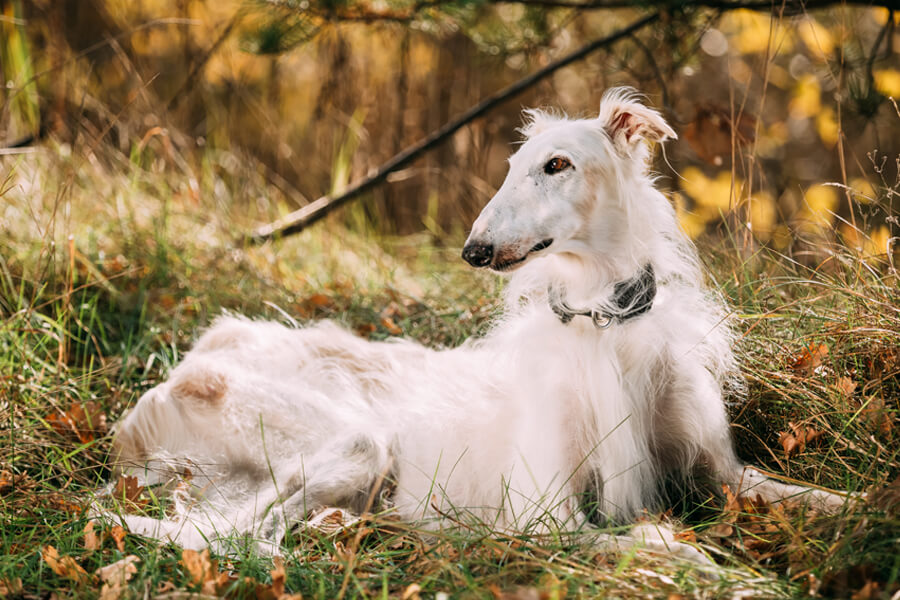 ボルゾイってどんな犬？歴史・性格・飼い方について｜わんこラボ