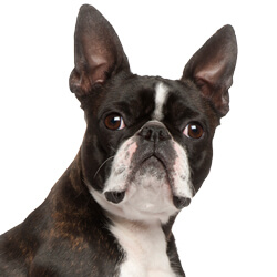 ボストンテリア