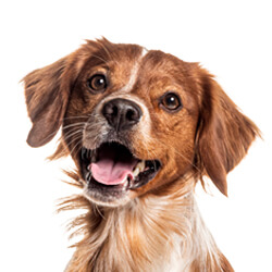 ブリタニースパニエル