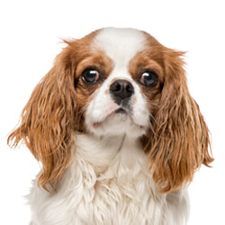 キャバリアキングチャールズスパニエル